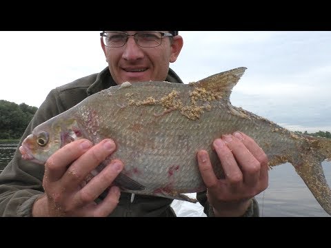 Видео: Рыбалка с лодки. Приплыл БОНУС. Десна (Новосёлки)