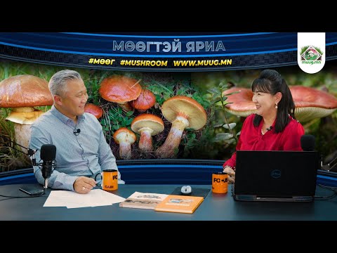 Видео: "Мөөгтэй яриа" Episode #06 Мөөг судлаач, Доктор Н.Хэрлэнчимэг (podcast), Gabi Gabizm