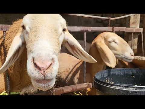 Видео: Один день из жизни в деревне. Вкусный суп на казане костре. A Day in the Life of a Village