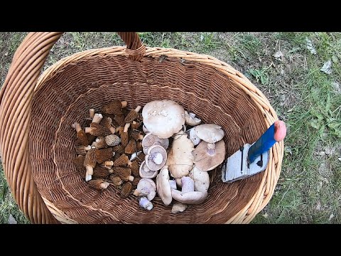 Видео: собираем синеножку и сморчковую шапочку