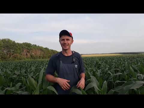Видео: Кукуруза яка нереально дивує. Листкове підживлення,  Інсектецидна та фунгіцидна обробка кукурудзи