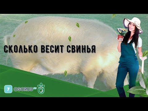 Видео: Сколько весит свинья