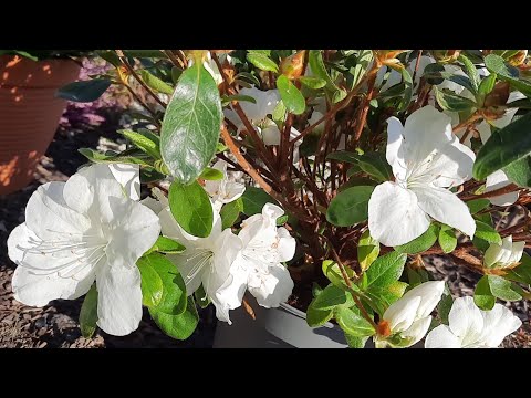 Видео: АЗАЛИЯ ЯПОНСКАЯ MOUNT EVEREST. Пересадка в больший горшок. Подкисление почвы сульфатом аммония.
