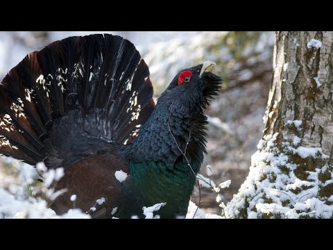 Видео: Глухариный ток