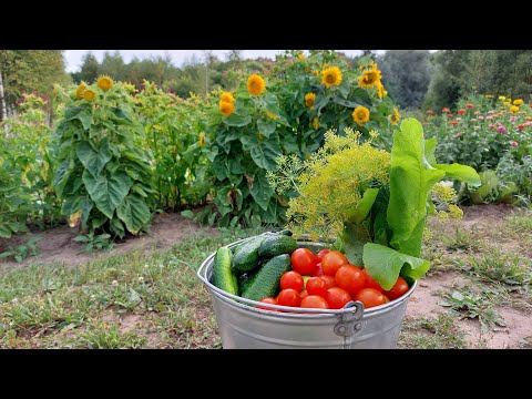 Видео: Мои первые консервированные  огурцы