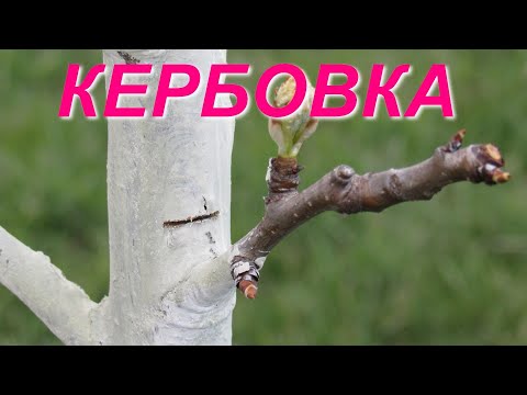 Видео: Что такое КЕРБОВКА  Для чего она нужна