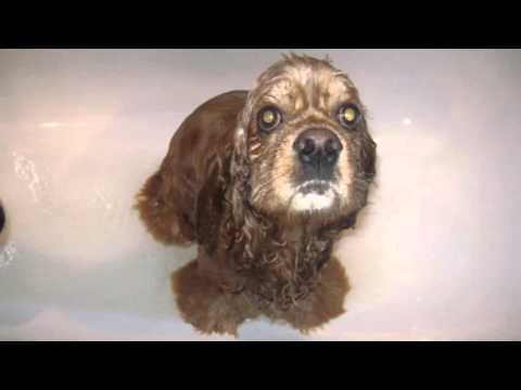 Видео: Усы, лапы, хвост. Кокер спаниель