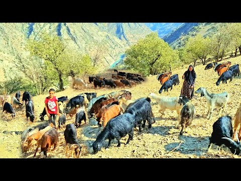 Видео: 🌄 Кочевая жизнь в самом сердце Загроса | Традиционное скотоводство от смелой женщины-кочевницы 🐑