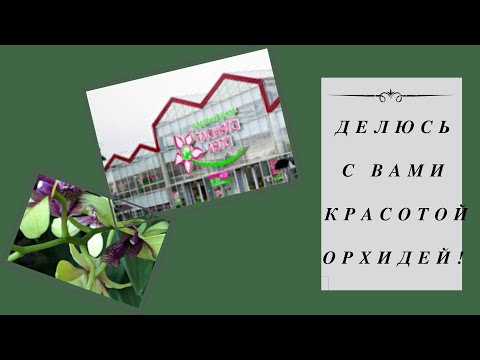 Видео: Шикарные орхидеи в Планете лета