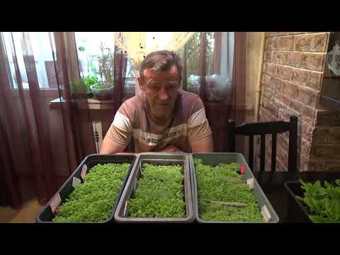 Видео: РАССАДА ТАБАКА  20 ДНЕЙ