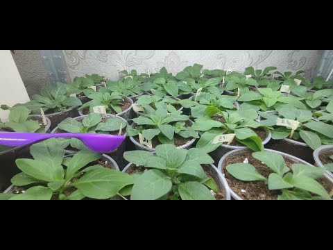 Видео: Чем лучше   удобрить петунию сразу после пикировки или перевалки. Петуния растет как на дрожжах.