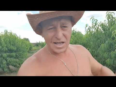 Видео: Огляд Айспіча і Сатурна  . Смачні сорти. 