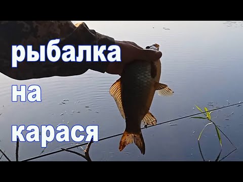 Видео: Рыбалка на карася