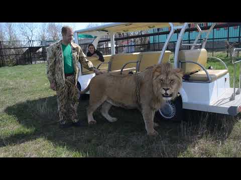 Видео: Даниил Иванов знает ВСЕХ львов !!!