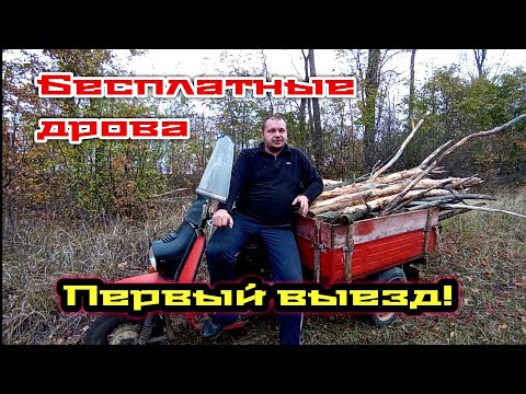 Видео: ЗАГОТОВКА ДРОВ🌳Муравей 2 меня очень удивил 😊