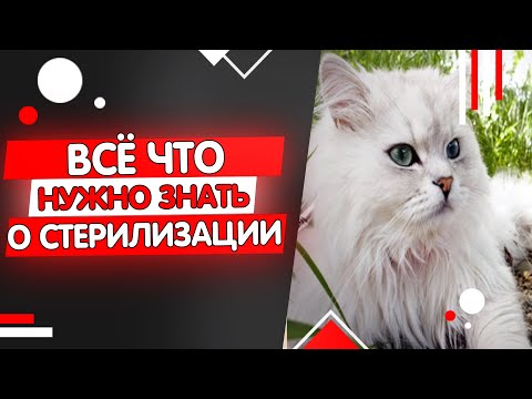Видео: Всё что нужно знать о стерилизации кошек