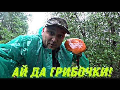 Видео: Грибы красавцы - июньские подосиновики, белые.