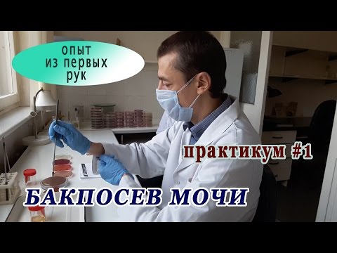 Видео: Бактериологическое исследование мочи (бакпосев). Практикум #1