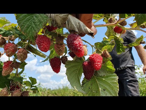 Видео: Нижегородец! Ремонтантный сорт малины. Честный обзор.