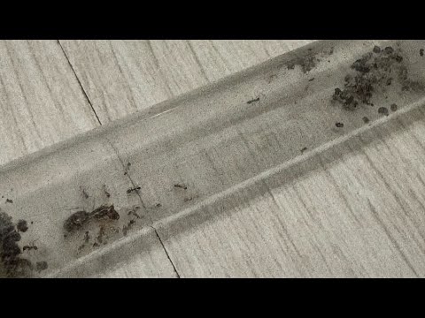 Видео: Распаковка муравья вида Pheodale palidula!