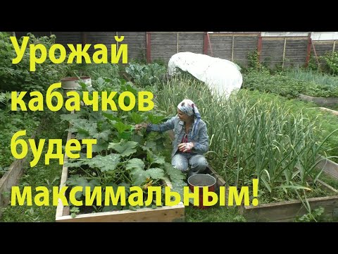 Видео: Лучшая подкормка для кабачков