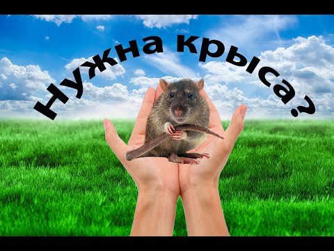 Видео: Нужна ли вам крыса? Как выбрать крысу? Содержание крыс.