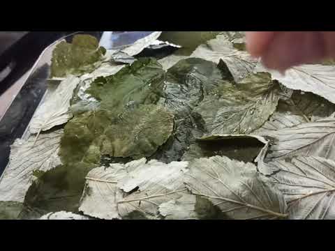 Видео: 8 ноября 2025 г.