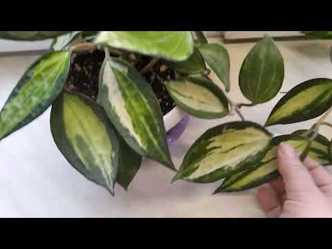 Видео: Хойя Hoya Macrophylla 'Pot of Gold'.