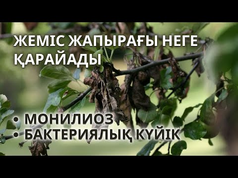 Видео: Гүлдеуден кейін Жапырақ ҚАРАЙЫП Қурауы, монилиоз және бактериялық күйік | жеміс ағаштары