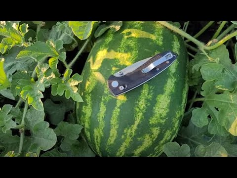 Видео: Арбуз Каристан. Обзор поля на 29.07. 2021.