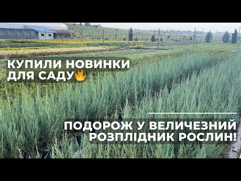 Видео: Подорож у величезний розплідник рослин. Купили новинки для саду!