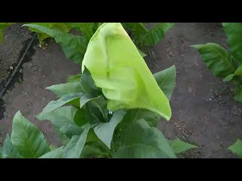 Видео: Обзор сортов. Ч.2