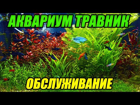 Видео: Аквариум травник без СО2 Обслуживание аквариума с живыми растениями!