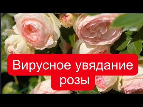 Видео: РОЗЫ.  ВИРУСНОЕ УВЯДАНИЕ РОЗЫ. 18.06.2023 г