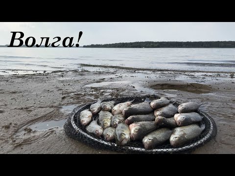 Видео: Волга - клюет как из пулемета! Рыбалка на фидер. Лещь, Плотва, Густера, Окунь, Ерш , Уклека, Щука