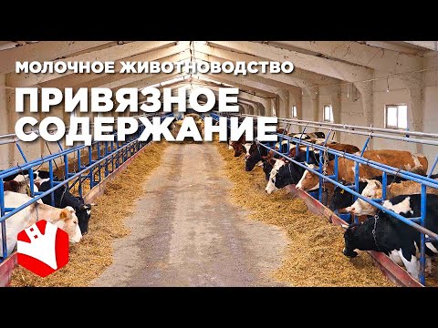 Видео: Привязное содержание коров | Голштины | Молочное животноводство