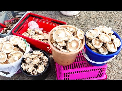 Видео: Торговля на трассе // ГРИБЫ// провожаю Ларису //торговли нет день тяжëлый //