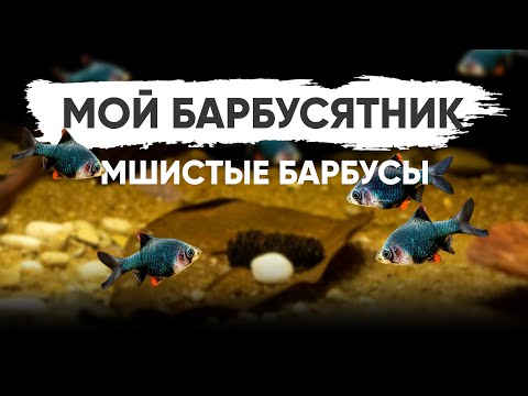 Видео: Барбус мутант - Барбус мшистый