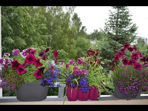 Видео: Цветы на моём балконе 2018.Лобелия, петунья, цинерария и др.Часть 2