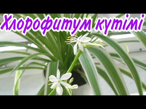 Видео: Хлорофитум күтімі ерекшелігі. Хлорофитум көбеюі. Гүлдер әдемі. Үй гүлдері күтімі.