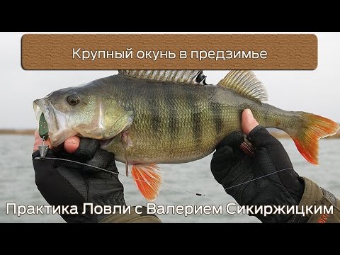 Видео: Крупный окунь в предзимье : Практика Ловли с Валерием Сикиржицким