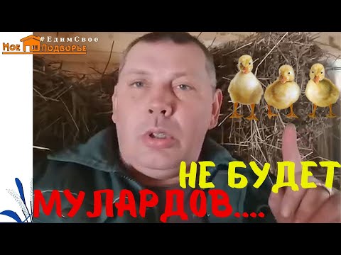 Видео: 4 причины почему я не беру МУЛАРДОВ в этом году. "Мое Подворье"
