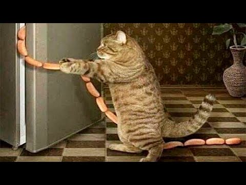 Видео: Я РЖАЛ ДО СЛЕЗ 😹 СМЕШНЫЕ КОШКИ И СОБАКИ | СМЕШНЫЕ ЖИВОТНЫЕ 2023 😹 ЛУЧШИЕ ПРИКОЛЫ #69