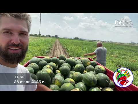 Видео: Будни 24-28 июля. Арбузы оптом и в розницу. Новопавловск.
