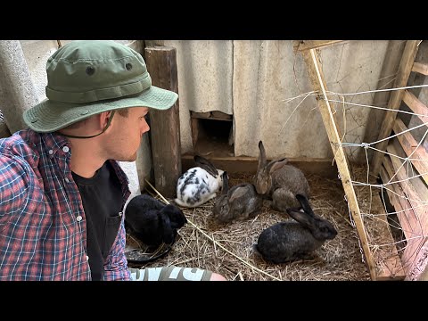 Видео: Хутор Спустя 1 Год, Мое Хозяйство, Кролики в Яме, Цесарки, Фазаны