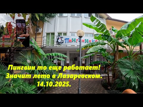 Видео: Пингвин еще работает, а значит еще лето!  Лазаревское 14.10.2025.