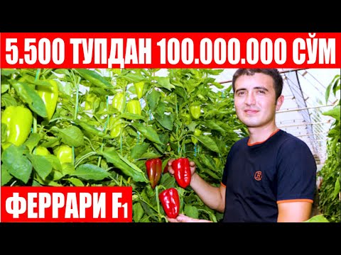 Видео: 5 500 туп Феррари F1 дан шу кунгача 100 000 000 сўм даромад (Pepper Ferrari F1-Sakata)