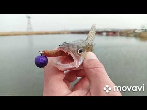 Видео: и снова Аляуды.                  начал влетать карась.           хотя искал окуня.😥😥.