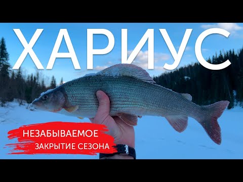 Видео: ХАРИУС ОБРЫВАЕТ ЛЕСКИ! Незабываемое закрытие сезона.