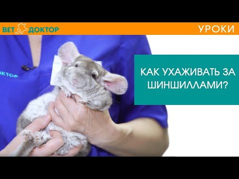 Видео: Шиншилла. Особенности ухода и содержания в домашних условиях. Советы ветеринара